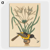 2-14_Mark-Catesby_picture-crop