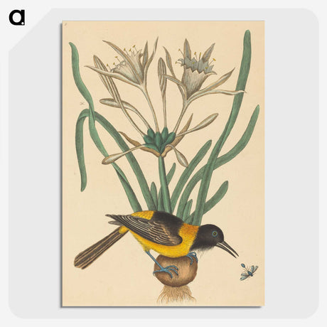 2-14_Mark-Catesby_picture-crop