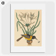 2-14_Mark-Catesby_picture