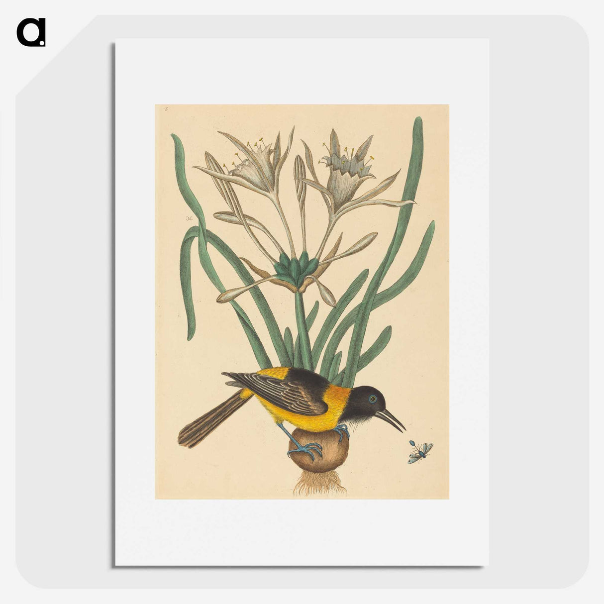 2-14_Mark-Catesby_picture