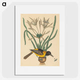 2-14_Mark-Catesby_picture
