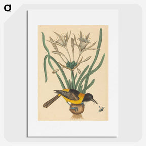 2-14_Mark-Catesby_picture