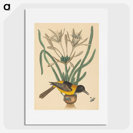 2-14_Mark-Catesby_picture