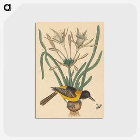 2-14_Mark-Catesby_postcard