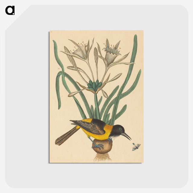 2-14_Mark-Catesby_postcard