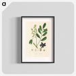 アートポスター-Lualsia simarula Illustration
 - 薬用植物学 Poster.