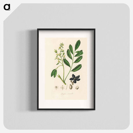 アートポスター-Lualsia simarula Illustration
 - 薬用植物学 Poster.