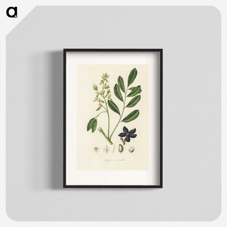 2-14_Medical-Botany_blk