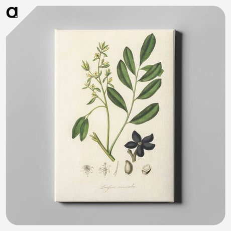 2-14_Medical-Botany_canvas