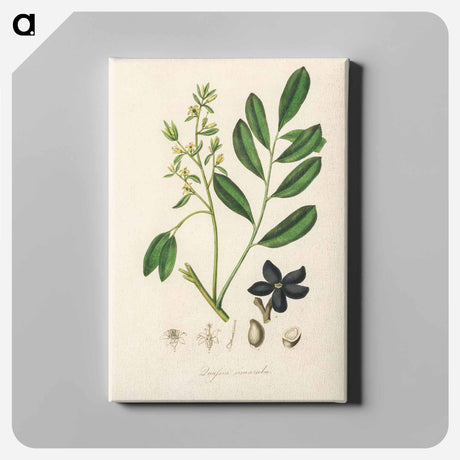 アートパネル-Lualsia simarula Illustration
 - 薬用植物学 Canvas.