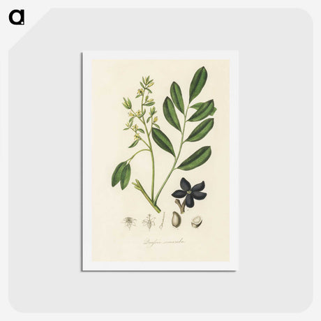 2-14_Medical-Botany_hagaki