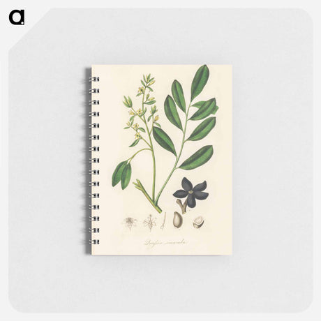 アートメモ帳-Lualsia simarula Illustration
 - 薬用植物学 Memo.
