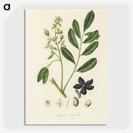 2-14_Medical-Botany_picture-crop
