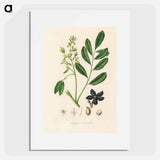 アートポスター-Lualsia simarula Illustration
 - 薬用植物学 Poster.