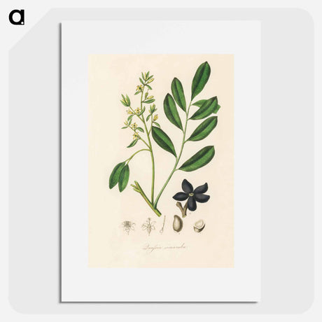 アートポスター-Lualsia simarula Illustration
 - 薬用植物学 Poster.