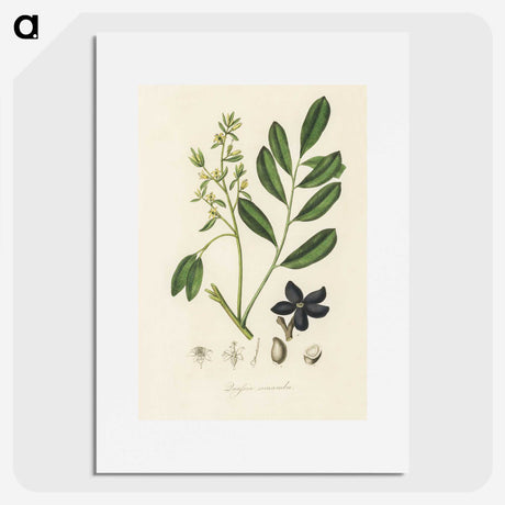 2-14_Medical-Botany_picture