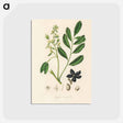 アートポストカード-Lualsia simarula Illustration
 - 薬用植物学 Postcard.