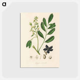 アートポストカード-Lualsia simarula Illustration
 - 薬用植物学 Postcard.