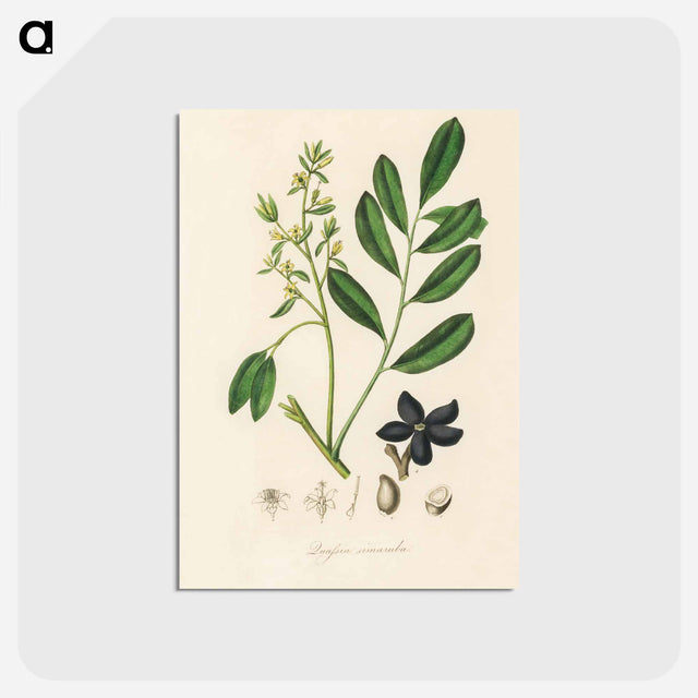 アートポストカード-Lualsia simarula Illustration
 - 薬用植物学 Postcard.