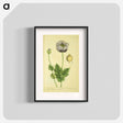 アートポスター-Papaver nigrum
 - 国立医学図書館 Poster.
