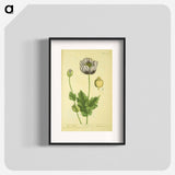 アートポスター-Papaver nigrum
 - 国立医学図書館 Poster.