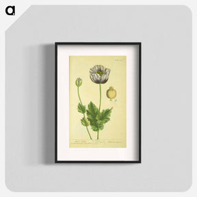 アートポスター-Papaver nigrum
 - 国立医学図書館 Poster.