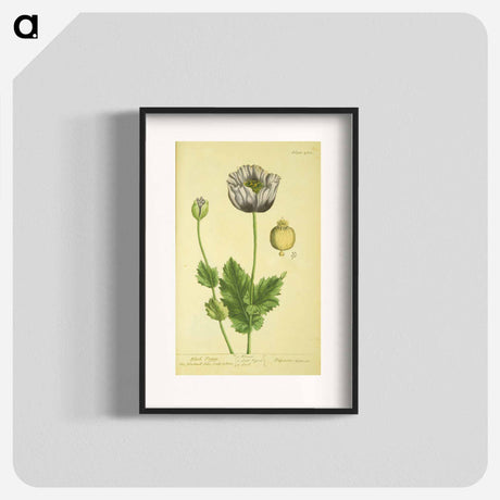 アートポスター-Papaver nigrum
 - 国立医学図書館 Poster.