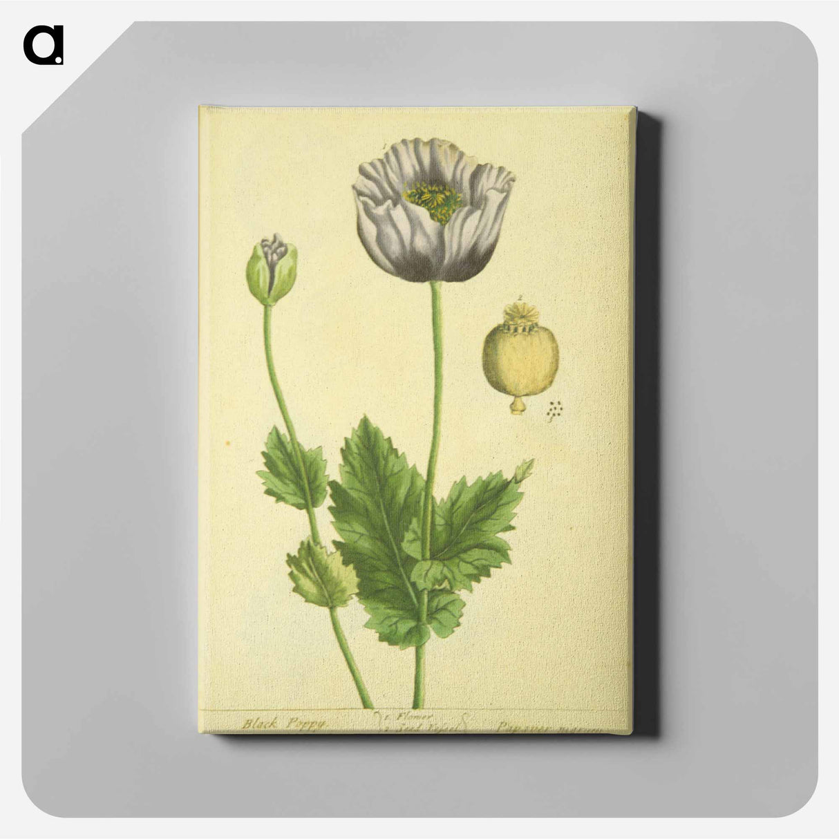 アートパネル-Papaver nigrum
 - 国立医学図書館 Canvas.