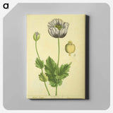 アートパネル-Papaver nigrum
 - 国立医学図書館 Canvas.