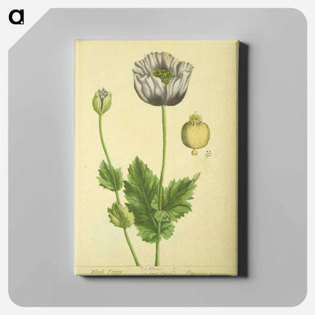 アートパネル-Papaver nigrum
 - 国立医学図書館 Canvas.