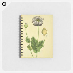 アートメモ帳-Papaver nigrum
 - 国立医学図書館 Memo.