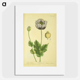 アートポスター-Papaver nigrum
 - 国立医学図書館 Poster.