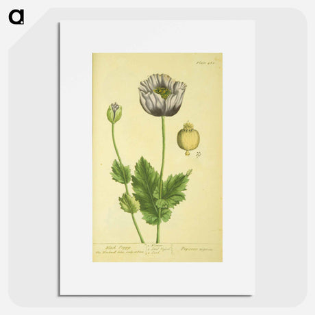 アートポスター-Papaver nigrum
 - 国立医学図書館 Poster.