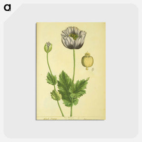 アートポストカード-Papaver nigrum
 - 国立医学図書館 Postcard.
