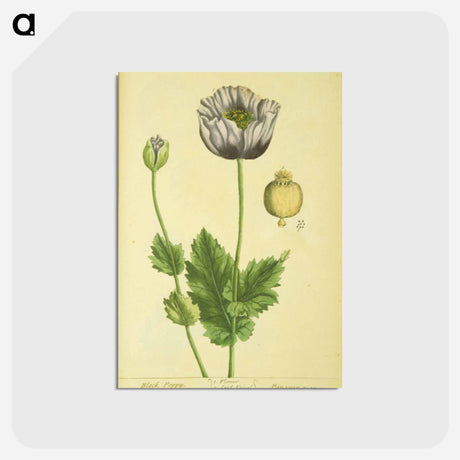 アートポストカード-Papaver nigrum
 - 国立医学図書館 Postcard.