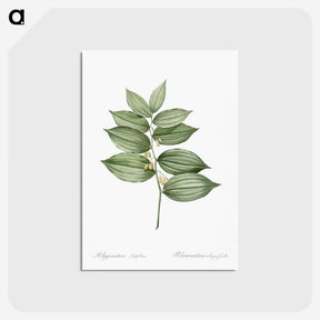 2-14_Pierre-Joseph-Redoute_postcard