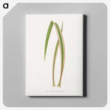 2-14_Plants-with-Colored-Foliage_canvas