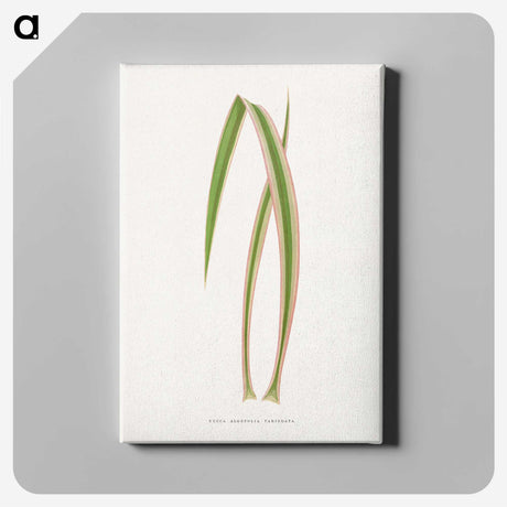 2-14_Plants-with-Colored-Foliage_canvas