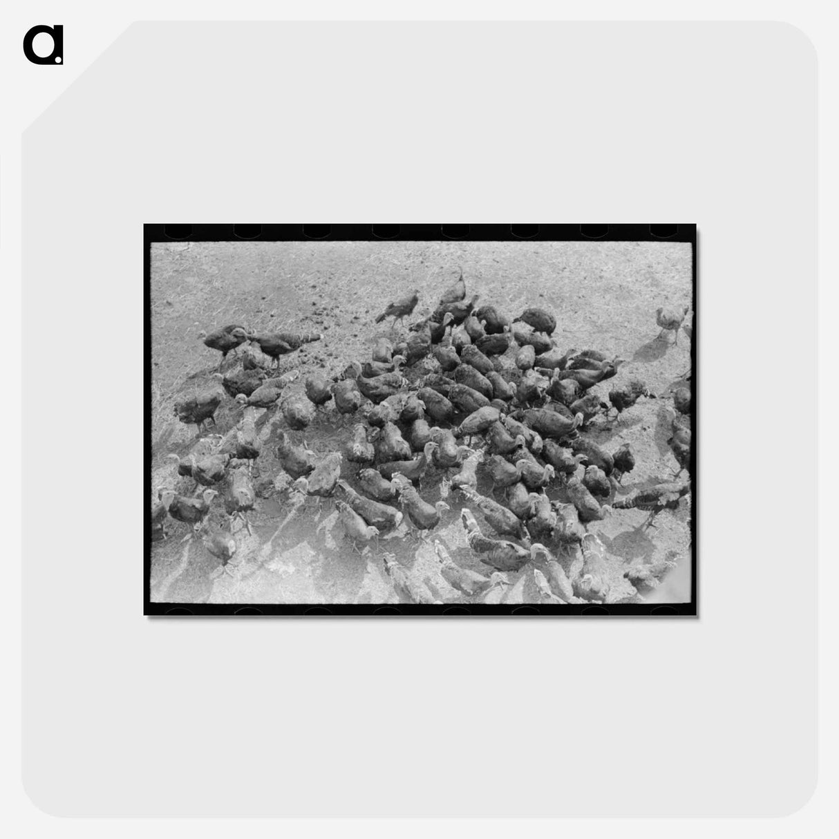 アートポストカード-Turkeys on Schoenfeldt Farm
 - ラッセル リー Postcard.