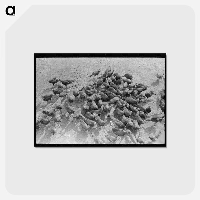 アートポストカード-Turkeys on Schoenfeldt Farm
 - ラッセル リー Postcard.