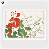 2-14_Seiyo-Soka-Zufu_picture-crop
