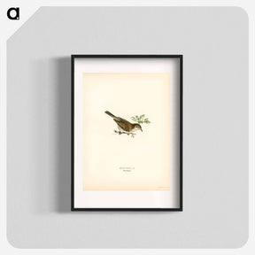 アートポスター-Common Whitethroat
 - スヴェンスカ フォグラル Poster.