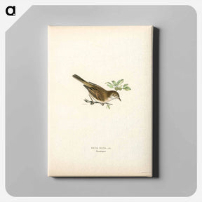 アートパネル-Common Whitethroat
 - スヴェンスカ フォグラル Canvas.