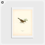 アートポストカード-Common Whitethroat
 - スヴェンスカ フォグラル Postcard.