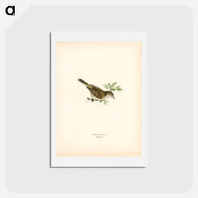 アートポストカード-Common Whitethroat
 - スヴェンスカ フォグラル Postcard.
