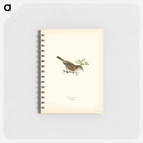 アートメモ帳-Common Whitethroat
 - スヴェンスカ フォグラル Memo.