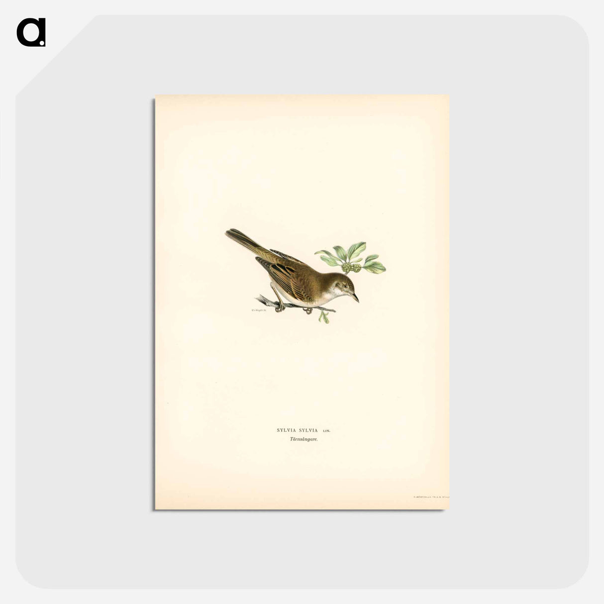 アートポストカード-Common Whitethroat
 - スヴェンスカ フォグラル Postcard.