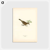 アートポストカード-Common Whitethroat
 - スヴェンスカ フォグラル Postcard.