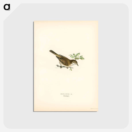 アートポストカード-Common Whitethroat
 - スヴェンスカ フォグラル Postcard.