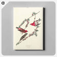 アートパネル-Purple Finch from Birds of America
 - アメリカの鳥たち Canvas.